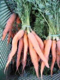Karotten in einer Gärtnerkiste